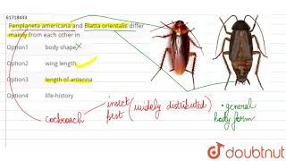 periplaneta americana and blatta orientalis differ mainly from each other in [upl. by Asiruam]