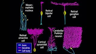 EmbryologyNeurology  Neurogenesis Animation [upl. by Anovad543]