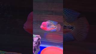 More colourful 🌈 vieja aquarium cichlid fish [upl. by Einnaffit]