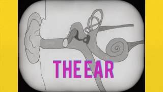 The Eye and Ear Leaving Cert Biology Ireland [upl. by Desberg]