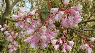 Staphylea holocarpa Rosea Chinese Bladdernut [upl. by Rossie873]