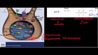 Melanocyte Physiology amp Biosignaling [upl. by Sibyl]