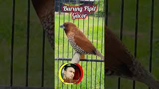 Burung Pipit Berjuta Suara [upl. by Chader]