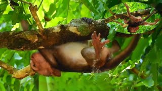 Baby monkey cries loudly because it is hung on a tree mother monkey is indifferent when seeing it [upl. by Nerty]