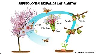 Reproducción sexual en las plantas 🌱👨🏻‍🌾  Video educativo [upl. by Tommie253]