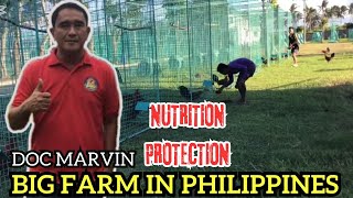 Best Big Farm Philippines Nutrition Protection Feeding Time Doc Marvin [upl. by Dagny]