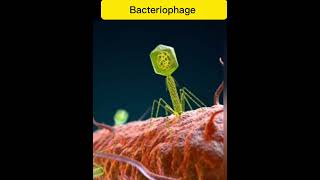 Bacteriophage  Attach to bacterial cell pgc facts [upl. by Alsworth]