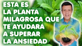 La planta milagrosa que te ayudará a curar la ansiedad [upl. by Daniala]