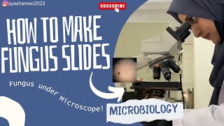 How to make fungus slides  Microbiology lab  Ayesha Meo Microbiology fungi slides smiu [upl. by Chatterjee]