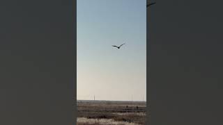 Releasing a Prairie falcon falconry wildlife [upl. by Rafiq]