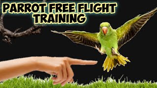 Indian Ringneck Chick Free Flight Training  Parrot free flight  Shabus Vlog [upl. by Cookie]