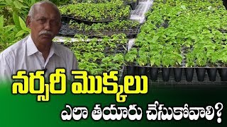 Making Of Plant Nursery  Stevia Plant Nursery  Ramana Rao  SumanTV Rythu [upl. by Nivrehs]