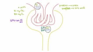 How to calculate the amount of a substance filtered by the kidney [upl. by Senskell]