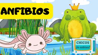 Los ANFIBIOS para niños 🐸🐸🐸 Vídeos Educativos para Niños 😊😊😊 [upl. by Bruno]