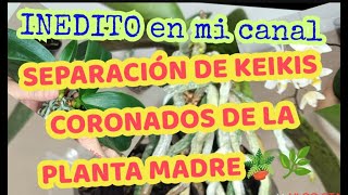 🌿 SEPARANDO KEIKIS CORONADOS DE LA PLANTA MADRE 😱🫣😃🪴 [upl. by Ahsaei]