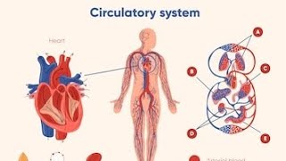 Alp biology classes cerculatory systemrailway ntpcalprrb ntpc rrb ntpc preparation circulation [upl. by Ahser]