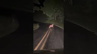 MAMA DEER HELPING HER NEWBORN STRUGGLING TO CROSS THE ROAD [upl. by Annahpos435]