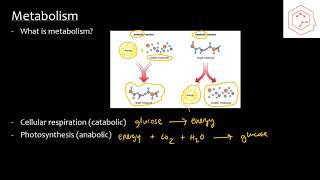 SBI4UGrade 12 Biology 21 Metabolism and Energy [upl. by Roz]