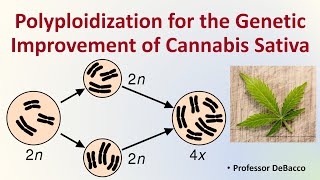 Polyploidization for the Genetic Improvment of Cannabis Sativa [upl. by Notaes]