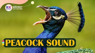 Peacock sound Peacock sound with video peacock call Peacock sound effect [upl. by Bonnette]