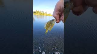 My man darted for the water fishing fish fishspecies bluegill panfish panfishing dayfishing [upl. by Eeslek]