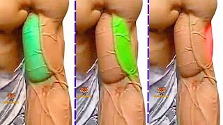 TOP 4 LONG HEAD BICEPS  SHORT HEAD BICEPS  BRACHIALIS BICEPS EXERCISES AT GYM [upl. by Tiossem]