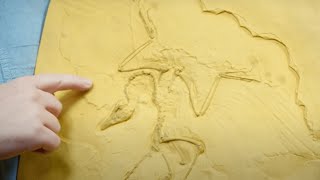 Was Archaeopteryx a Bird or a Dinosaur  Dr Todd Wood [upl. by Dot]