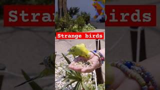 Strange birds [upl. by Jarrid]