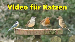 Videos für Katzen Zum Spielen  Schöne Vögel im Garten [upl. by Ahtiekahs]