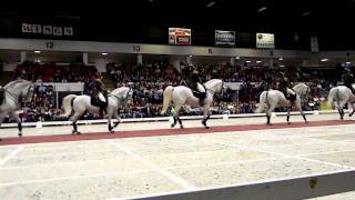 The World Famous Lipizzaner Stallions [upl. by Nahsed213]