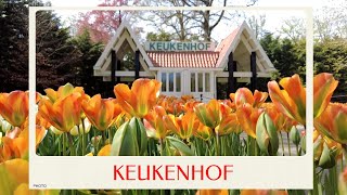 calm journey into the realm of lovely colourful tulips keukenhof tulip gardens netherland tour [upl. by Inor86]