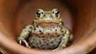 How to Setup an American Toad Tank [upl. by Dore]