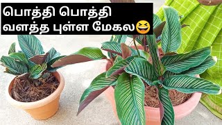 PRAYER PLANT  Repotting  How to Care  in தமிழ்  Shade Lover [upl. by Eartnoed]