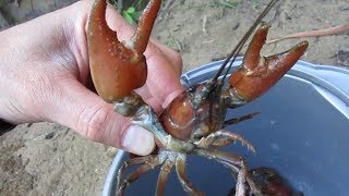 Trapping Big Signal Crayfish in the Pacific Northwest [upl. by Ahsurej221]