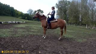 Horse riding videobitlesshorseriding horse [upl. by Tella]