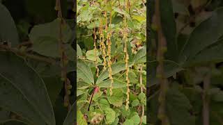 Flowers of Dioscorea pentaphylla [upl. by Schilit]