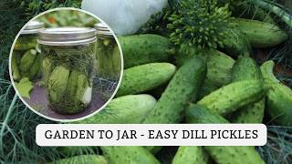 Crunch Time Refrigerator Dill Pickles Made Easy [upl. by Iclek]