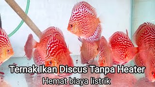 Dalam seminggu warna ikan discus keluar menggunakan pakan burger dan cacing beku  Mas Muhni [upl. by Trenton641]