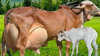 Highly Milking Biggest Udder Gir Cow Breed  Gir Cow Farming for Milk [upl. by Gnot32]