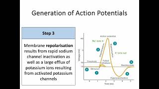 AH Biology 14d Part 1  Nerve Impulse Transmission  Generation of a Nerve Impulse [upl. by Ozne]