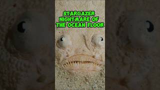 Stargazer  Nightmare Of The Ocean Floor shorts [upl. by Jarlen805]