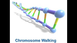 Genomic DNA Library Chromosome Walking and Chromosome Jumping [upl. by Marie-Ann]