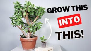 how to grow a LARGE jade plant [upl. by Langdon]