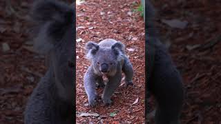 ✨The Koala Strut ✨ [upl. by Nole668]