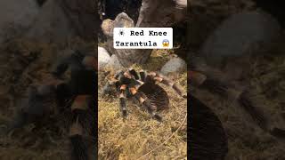 🕷️ Red Knee Tarantula 😱 spider tarantula bug spiderman spiders spiderverse spiderman2 [upl. by Yellat]