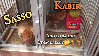 Sasso at Kabir Chicken quotHensquot 🐓🐓🤔 [upl. by Aitetel]