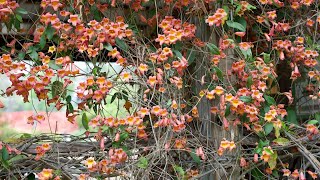 Crossvine Bignonia capreolata  Plant Identification [upl. by Gnilrad]