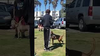 Unedited Dog Daddy VS Aggressive Boxer Showdown [upl. by Onailimixam988]