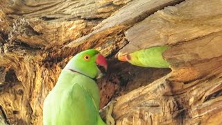 Parrot Feeding his Baby in Nest Hole  Baby Parrot in Nest  Parrot Nest [upl. by Arsuy]