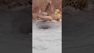 Jakala 🦁 attack leopard 🐆animals animalaction shortvideo liveanimalaction shorts shors short [upl. by Hickie650]